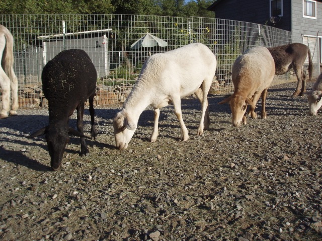 reunited sheep family