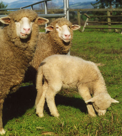 Chloe (lamb) with Charlotte and Queenmere