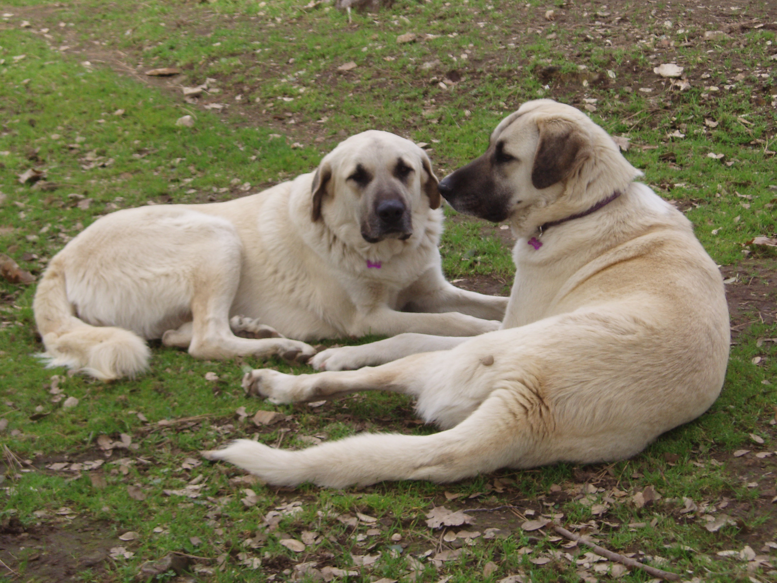 guardian dogs