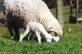 First grass for Wonderlamb