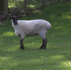 Isabel the sheep