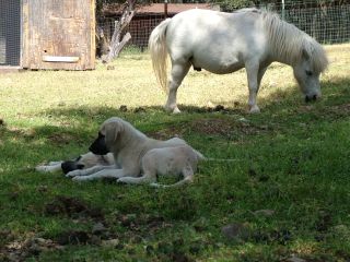 dogs on the job