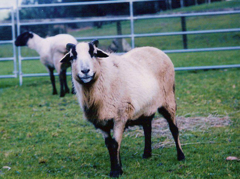 Leopold the sheep
