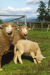 The Queen and her sheep