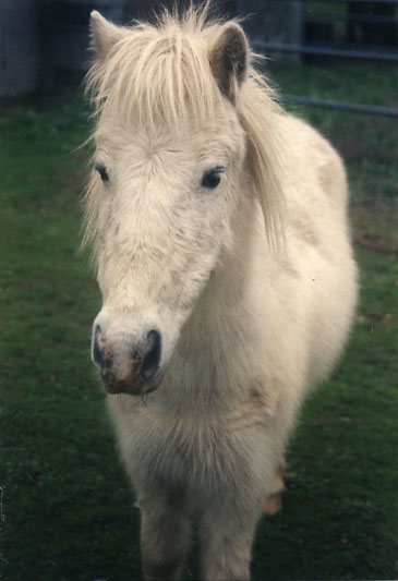 Pegasus the horse