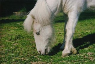 pegasus