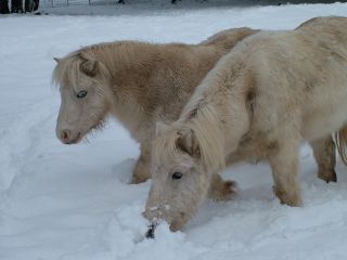 perseus and pegasus