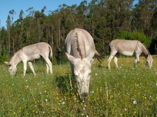 3 donkeys